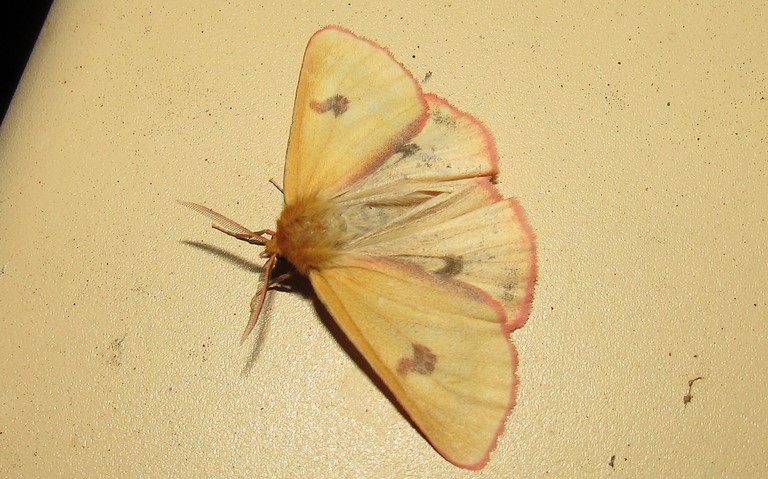 Papillons - La bordure ensanglantee - Diacrisia sannio - Male