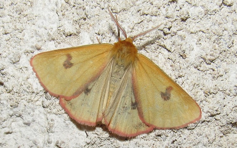 Papillons - La bordure ensanglantée - Diacrisia sannio - Mâle