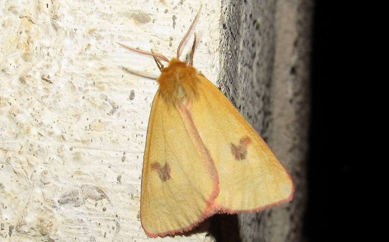 Papillons - L'écaille roussette - Diacrisia sannio - Mâle