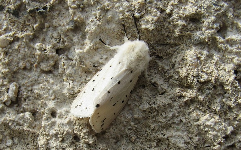 Papillons - Ecaille tigree - Spilosoma lubricipeda - Male