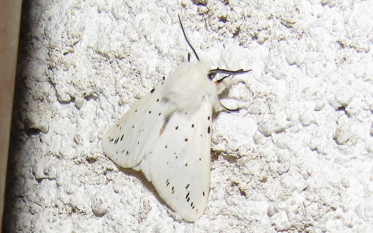 Papillons - Ecaille tigrée - Spilosoma lubricipeda - Mâle