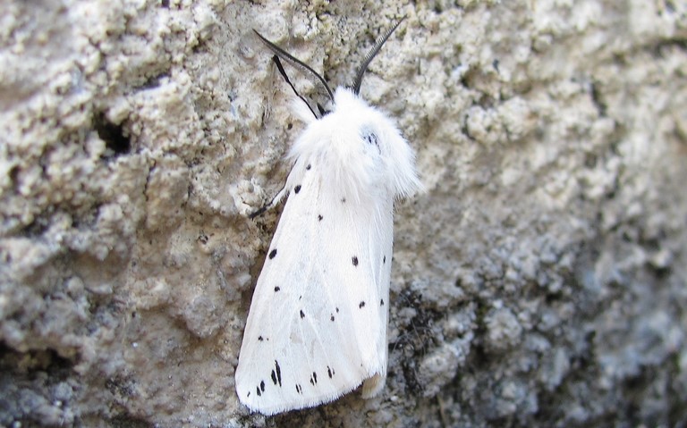 Papillons - Ecaille tigrée - Spilosoma lubricipeda - Mâle