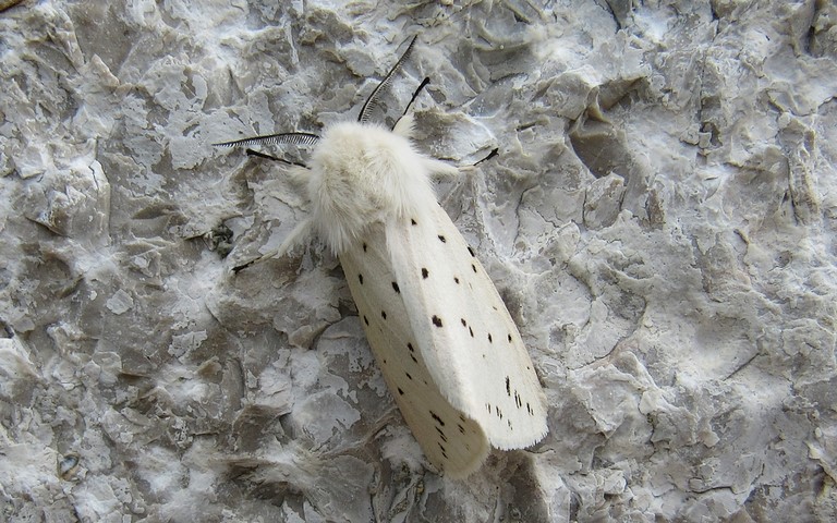 Papillons - Ecaille tigrée - Spilosoma lubricipeda - Mâle