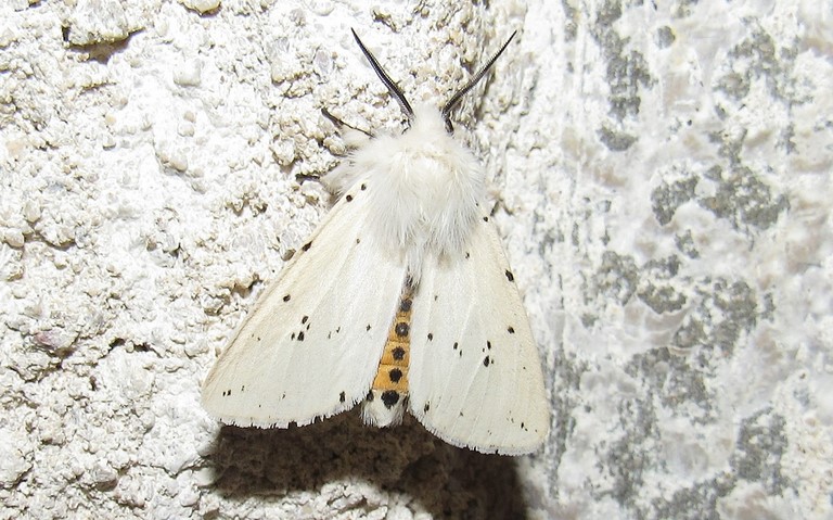 Papillons - Ecaille tigrée - Spilosoma lubricipeda - Mâle