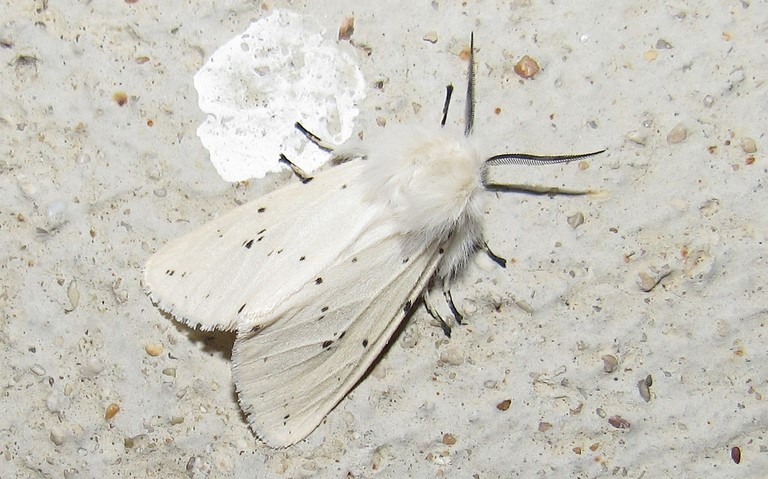 Papillons - Ecaille tigrée - Spilosoma lubricipeda - Mâle