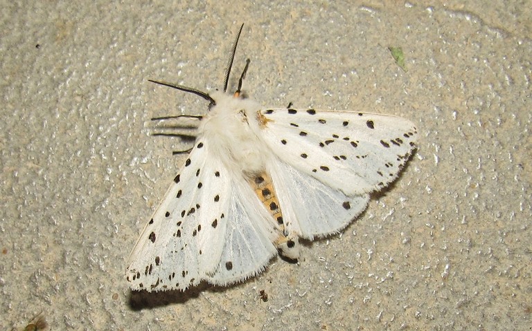 Papillons - Ecaille tigrée - Spilosoma lubricipeda - Mâle