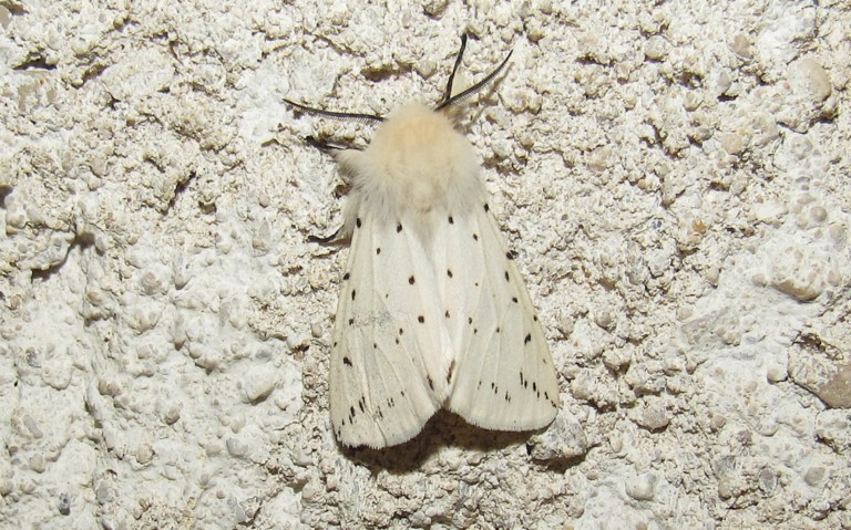 Papillons - Ecaille tigrée - Spilosoma lubricipeda - Mâle