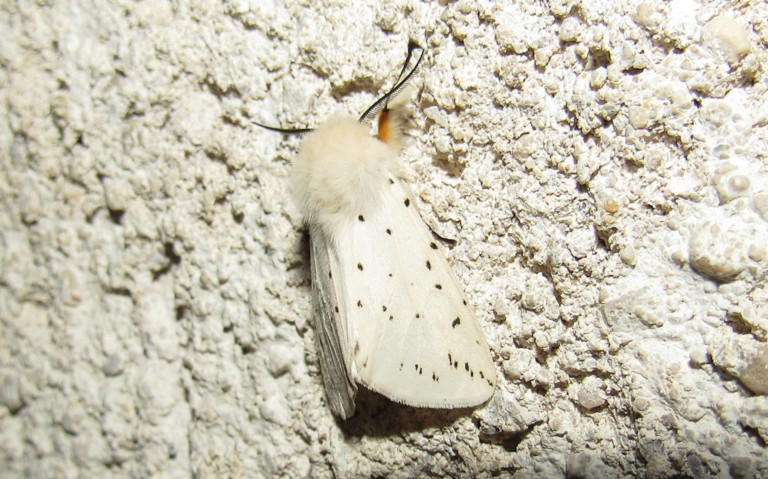 Papillons - Ecaille tigrée - Spilosoma lubricipeda - Mâle