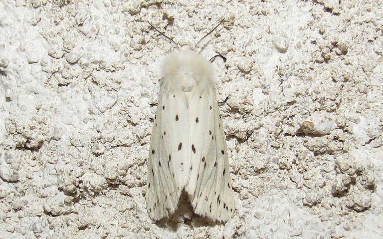 Papillons - Ecaille tigrée - Spilosoma lubricipeda - Femelle