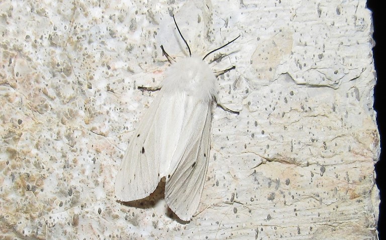 Papillons - Ecaille tigrée - Spilosoma lubricipeda - Femelle