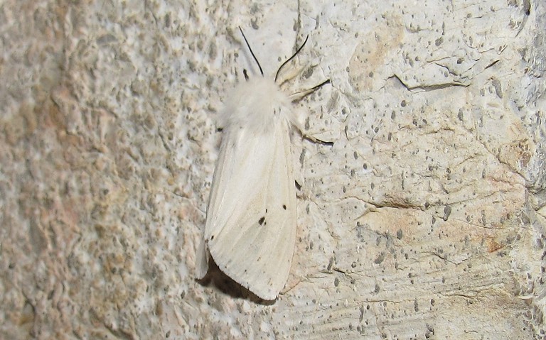 Papillons - Ecaille tigrée - Spilosoma lubricipeda - Femelle