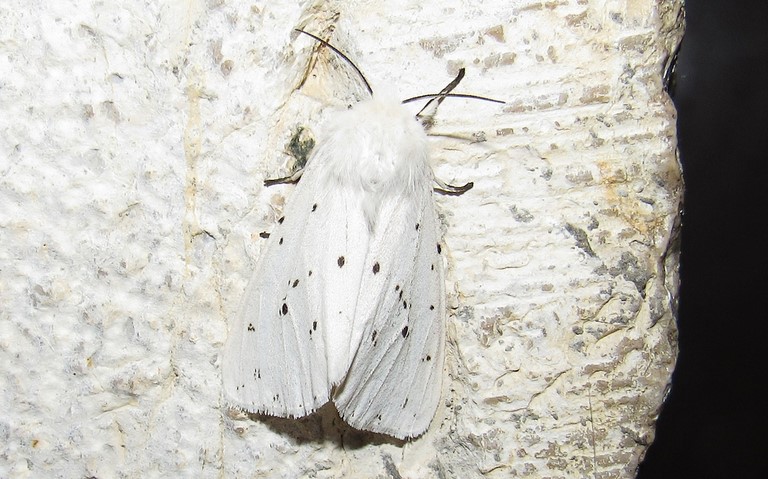 Papillons - Ecaille tigrée - Spilosoma lubricipeda - Femelle