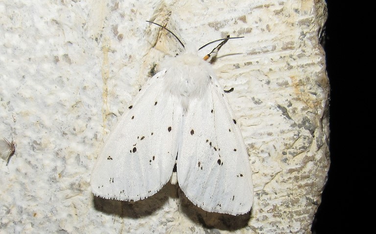 Papillons - Ecaille tigrée - Spilosoma lubricipeda - Femelle