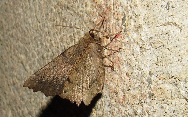 Papillons - Ennomos dentelée - Odontopera bidentata - Mâle