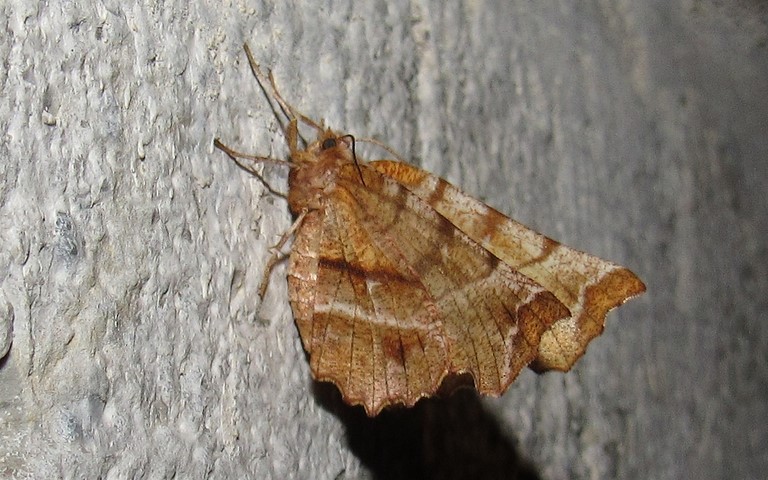 Papillons - Ennomos illunaire - Selenia dentaria