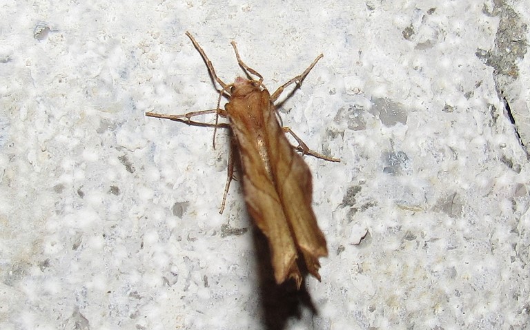 Papillons - Ennomos illunaire - Selenia dentaria