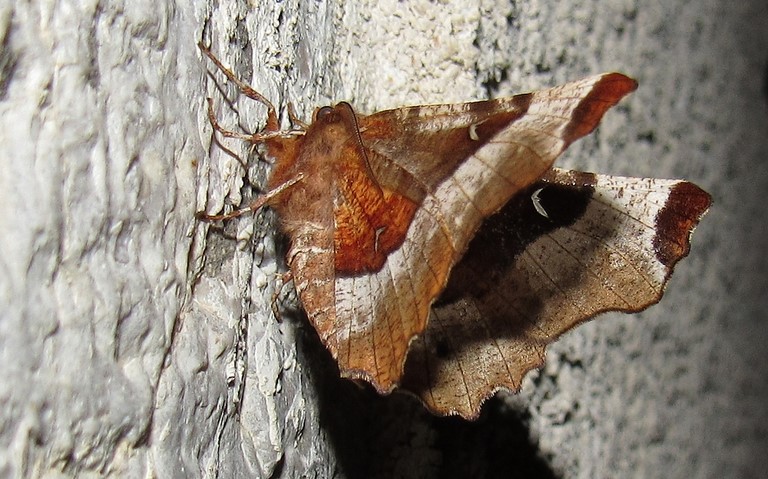 Papillons - Ennomos illustre - Selenia tetralunaria - Male