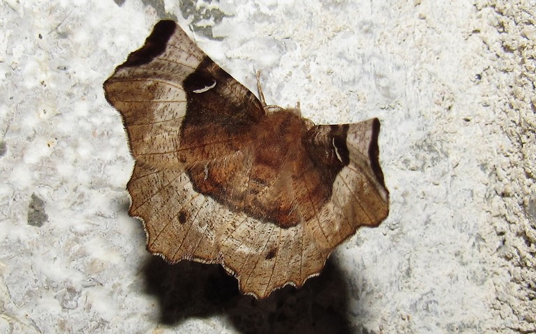 Papillons - Ennomos illustre - Selenia tetralunaria - Mâle