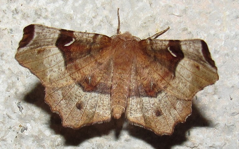 Papillons - Ennomos illustre - Selenia tetralunaria - Mâle