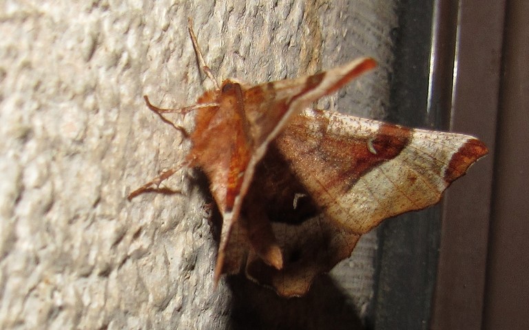 Papillons - Ennomos illustre - Selenia tetralunaria - Mâle