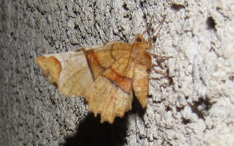 Papillons - Ennomos lunaire - Selenia lunularia