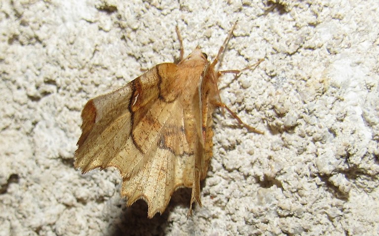 Papillons - Ennomos lunaire - Selenia lunularia