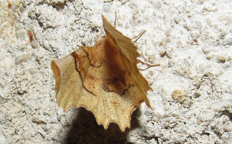 Papillons - Ennomos lunaire - Selenia lunularia - femelle