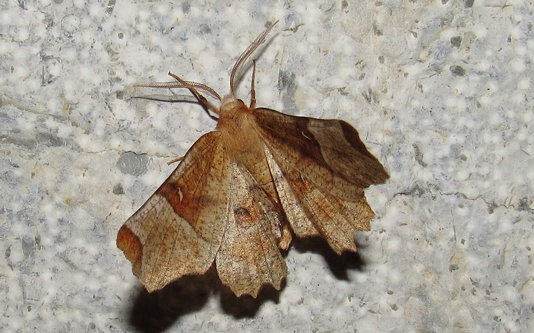 Papillons - Ennomos illunaire - Selenia dentaria - mâle