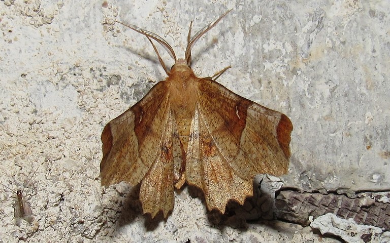 Papillons - Ennomos lunaire - Selenia lunularia