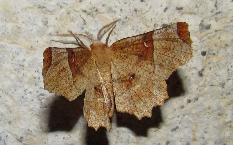 Papillons - Ennomos lunaire - Selenia lunularia