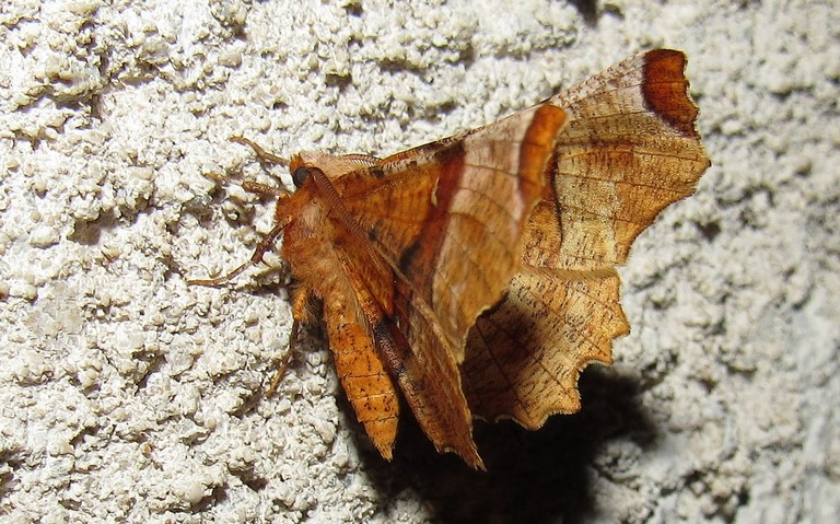 Papillons - Ennomos lunaire - Selenia lunularia