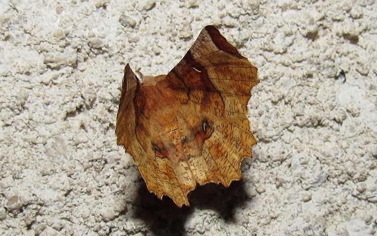 Papillons - Ennomos lunaire - Selenia lunularia