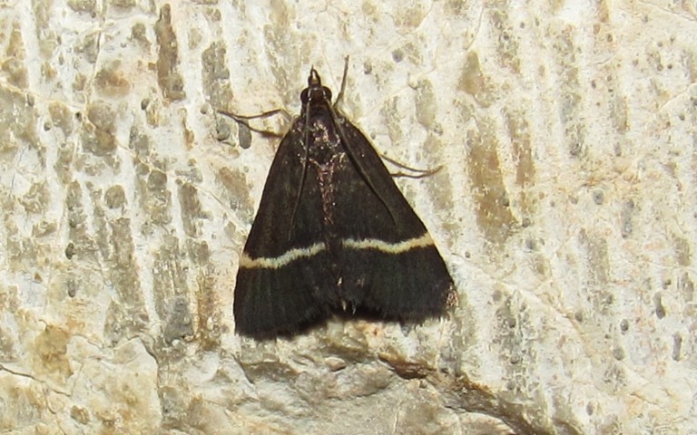 Papillons - L'ennychie zone blanche - Pyrausta cingulata