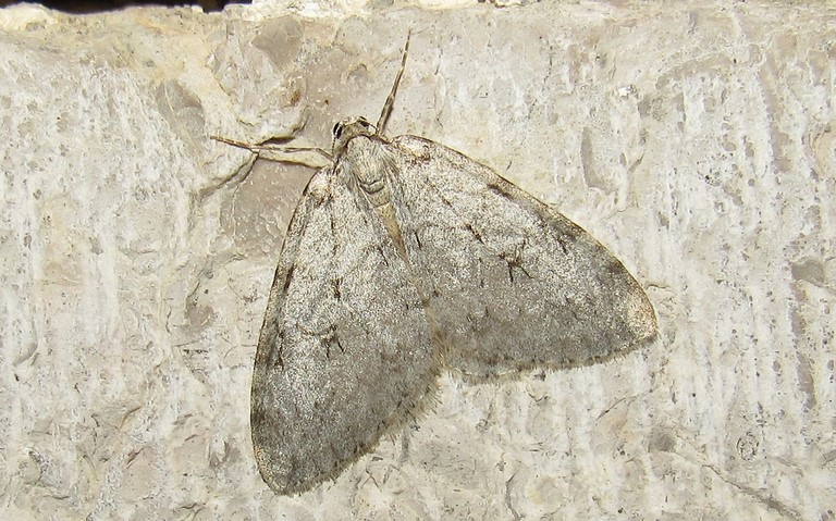 Papillons - phalènes de novembre - Epirrita sp.