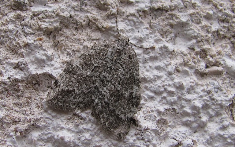 Papillons - phalènes de novembre - Epirrita sp.