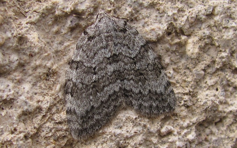 Papillons - phalenes de novembre - Epirrita sp.