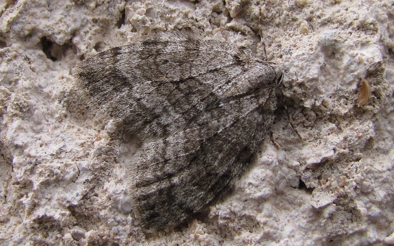 Papillons - phalènes de novembre - Epirrita sp.