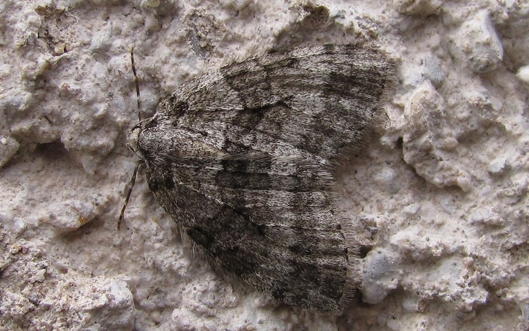 Papillons - phalènes de novembre - Epirrita sp.