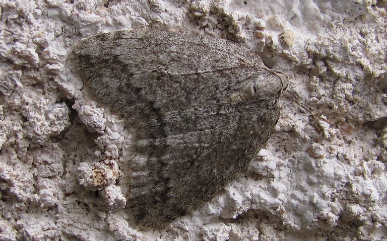 Papillons - phalènes de novembre - Epirrita sp.