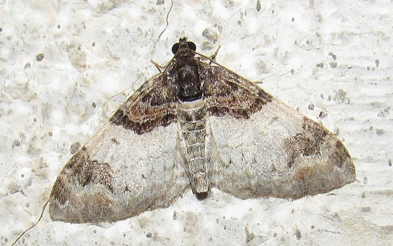 Papillons - L'eubolie sinuée - Catarhoe cuculata