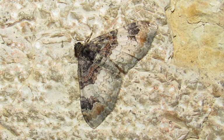 Papillons - L'eubolie sinuée - Catarhoe cuculata