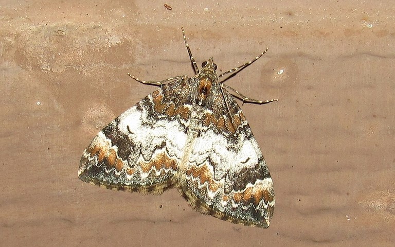 Papillons - L'eubolie sinuée - Catarhoe cuculata