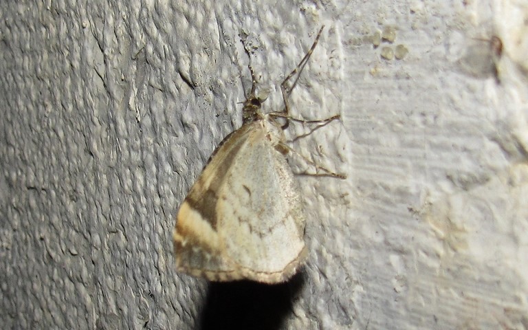 Papillons - L'eubolie sinuée - Catarhoe cuculata