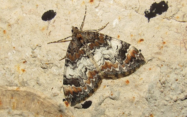Papillons - L'eubolie sinuée - Catarhoe cuculata