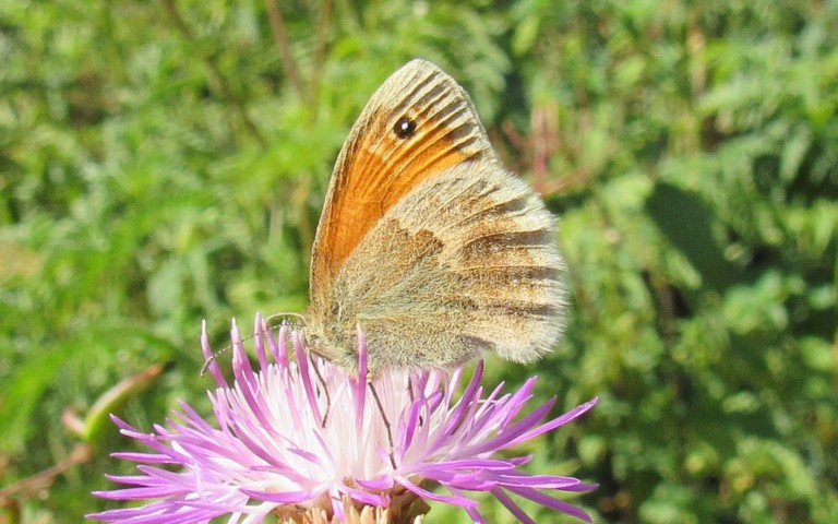 Papillons - Le procris - Coenonympha pamphilus