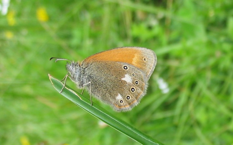 Papillons - Le fadet de la mélique - Coenonympha glycerion