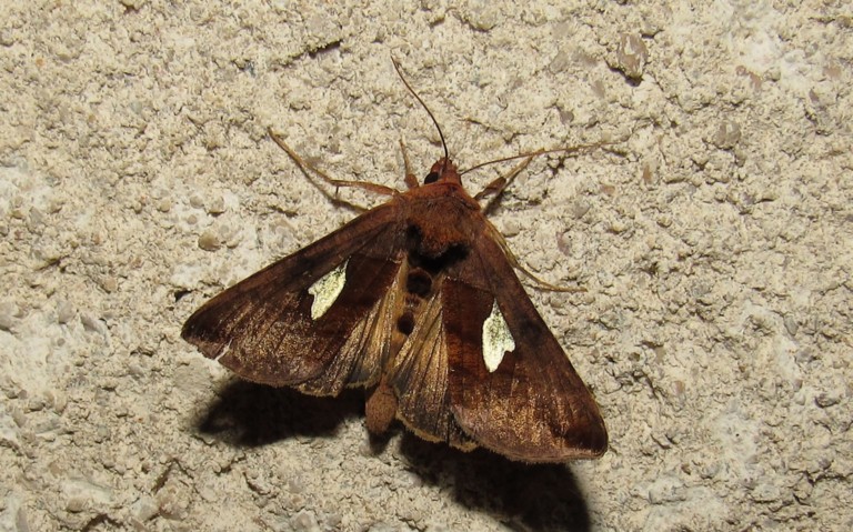 Papillons - La feuille d'or - Autographa bractea