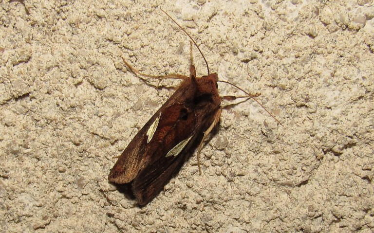 Papillons - La feuille d'or - Autographa bractea