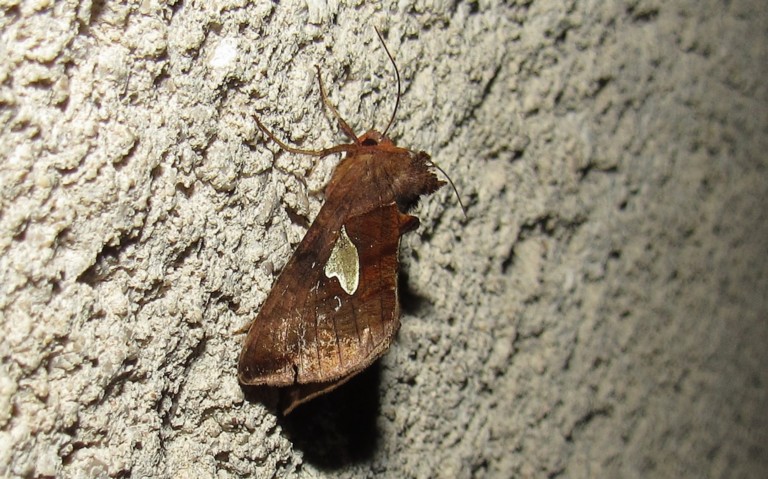 Papillons - La feuille d'or - Autographa bractea