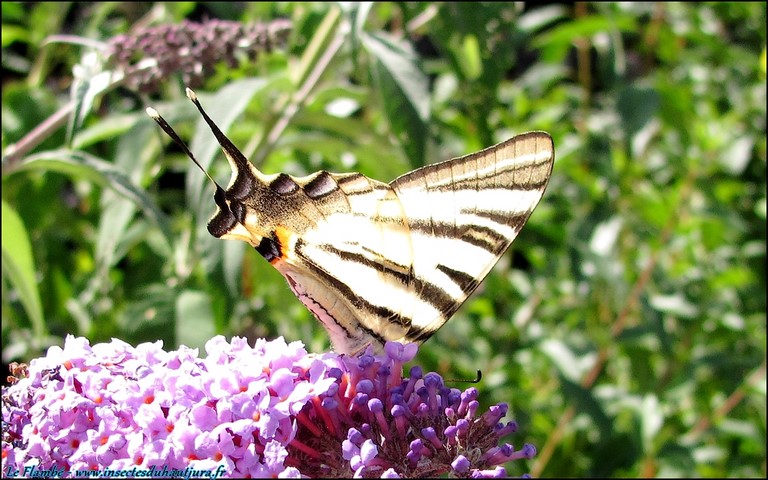 Papillons - Flambe - Iphiclides podalirius